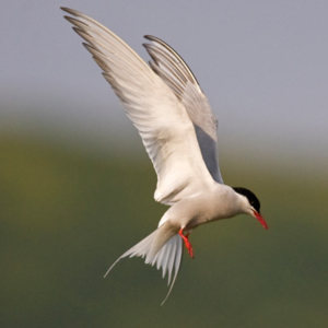 ArcticTern.jpg